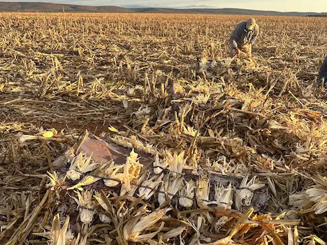 Two hunters proudly posing with their duck and geese they shot after another successfull hunting expedition